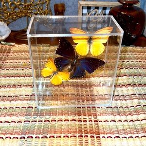 5x5 inch square hanging butterflies display